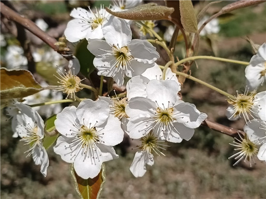 品梨賞花住民宿 還能在這裏的「紅岸基地」看星星