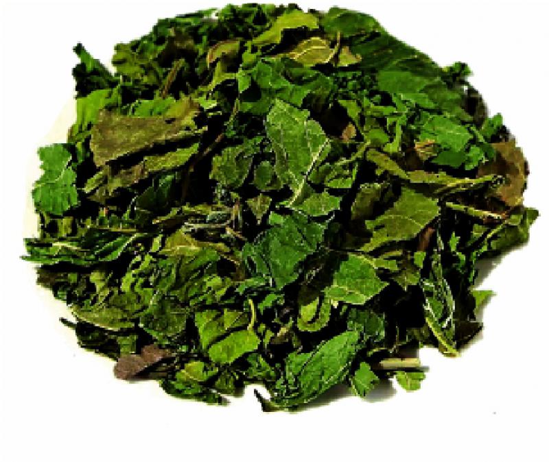 ﻿明医手记/桑叶：疏散风热 清肺润燥\严丽明