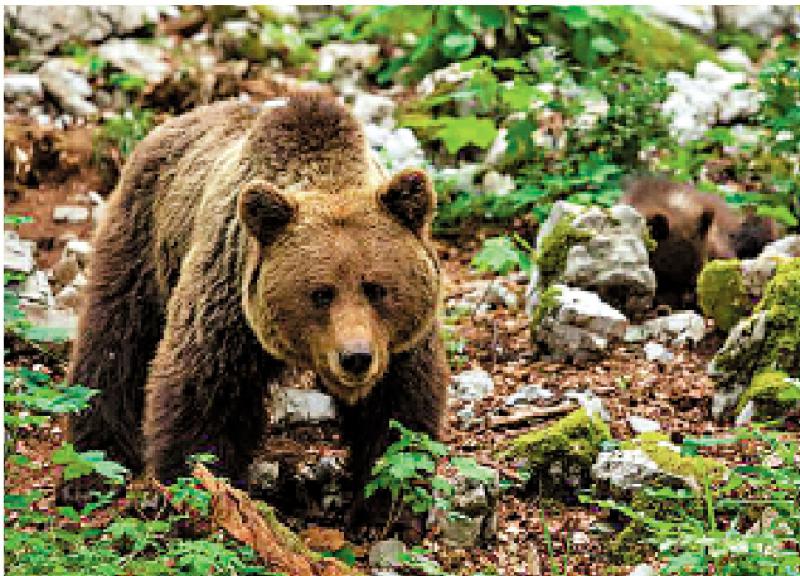 ﻿冬眠熊启发研究人员 找到预防深静脉血栓新思路