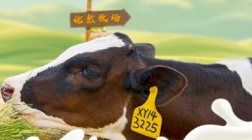 高负债也要并购，净利下滑七成的优然牧业还能独立发展吗？