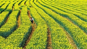 提高土地效益 助农增收