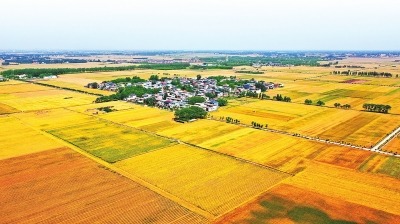 今年“三夏” 河南这样干