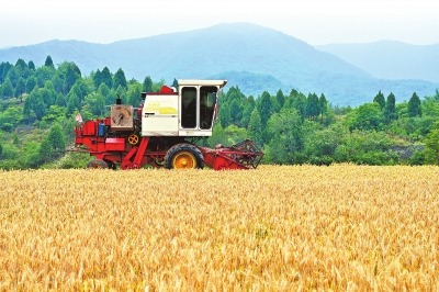 河南全力做好雨后抢收和烘干晾晒准备