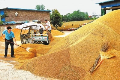 河南最大限度保障夏粮抢收