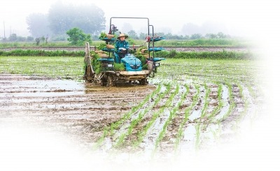 河南麦收重心将转至黄河以北
