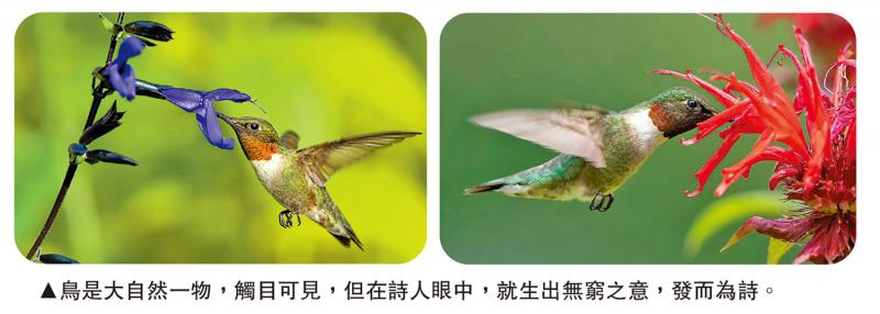 读经典˙学名句/鸟的天堂