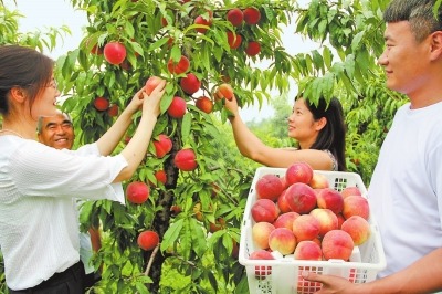 果树种植走上生态富民路