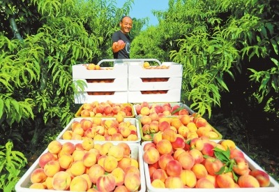 鲜桃丰收 农民喜上眉梢