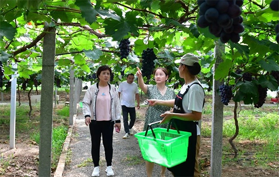 安徽巢湖：夏黑葡萄「甜蜜來襲」