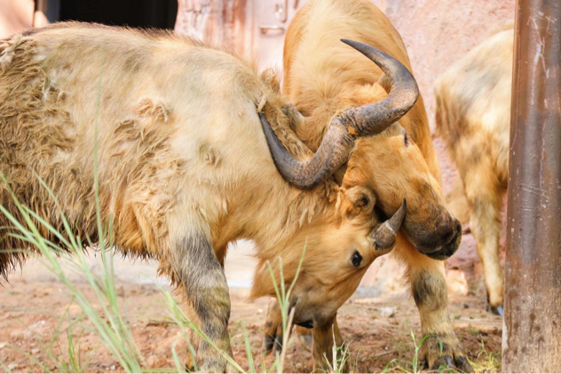 「國寶」金毛羚牛首亮相鄭州 舒適生活環境保健康成長