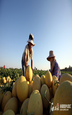 甜蜜一“夏”一〇三团首批甜瓜上市