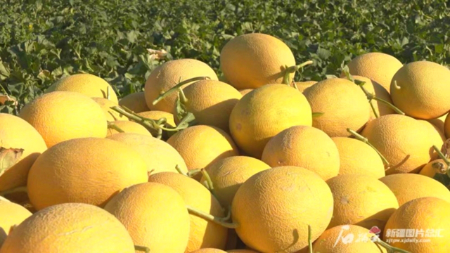 定了！7月21日103团第九届甜瓜文化旅游节开幕！