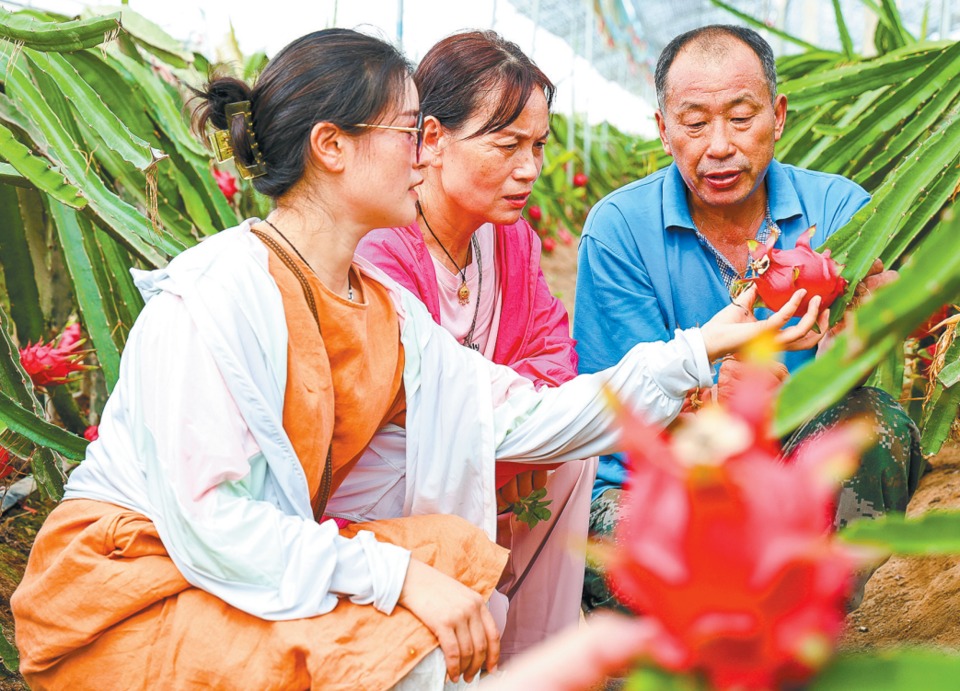 种植优质火龙果 助力乡村振兴