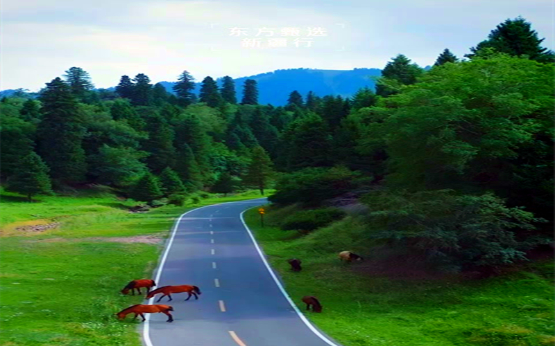 穿越无处安放的荒野与风擦肩而过的日子，与我们一起来那拉提吧！