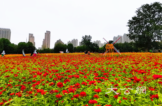 合肥：四季花海26000平米百日草花盛開