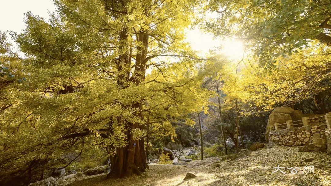 河南嵩縣第十四屆銀杏文化節開幕 共赴千年之約