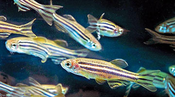 荧光斑马鱼测试中药 幼鱼最佳