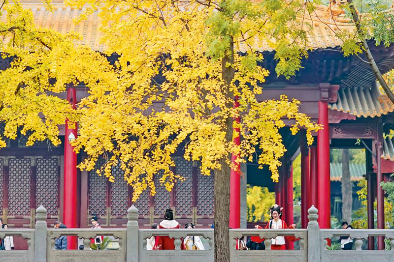 ﻿市井萬象：銀杏披「金甲」