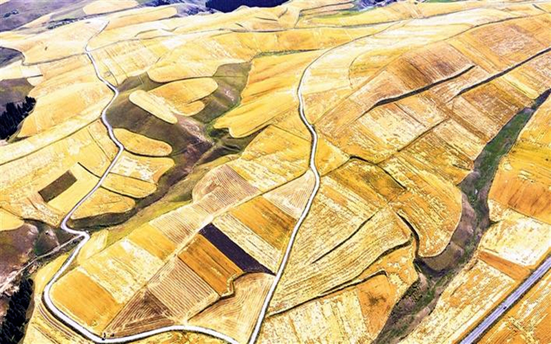  “农”墨重彩 “丰”景如画 ——六师五家渠市推进农业高质量发展综述