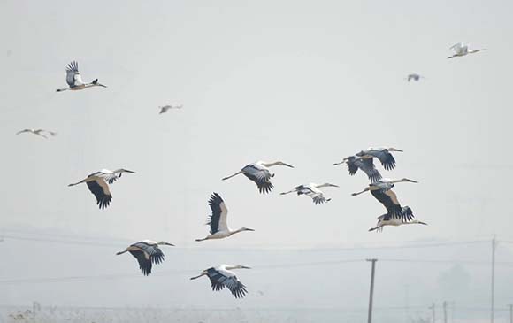 「鳥界國寶」現身安徽巢湖南岸