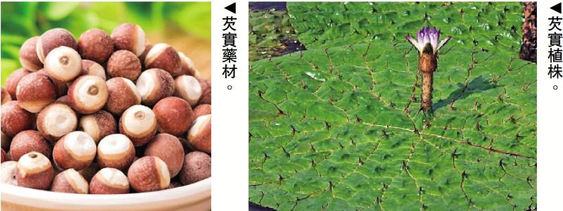 ﻿明医手记/芡实：补脾止泻 益肾固精\严丽明