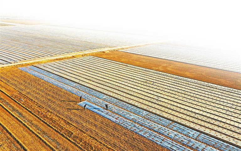 豫中药材生态种植技术有良方 植科技之根 育道地宛药