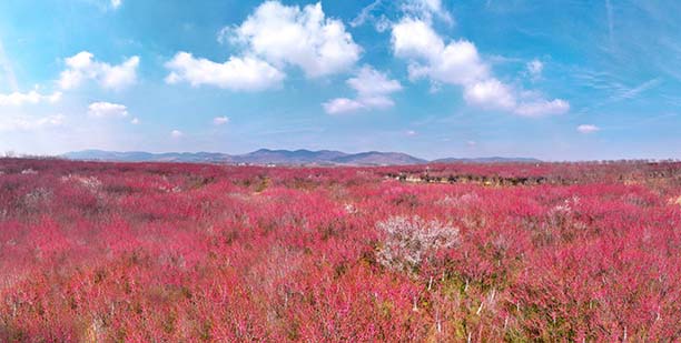 安徽巢湖：千畝梅花進入最佳觀賞期