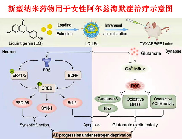我国科研团队研发阿尔兹海默症女性特异性纳米药物