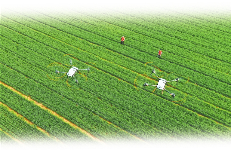 农墨重彩 食力担当|“河南味道”香飘全国