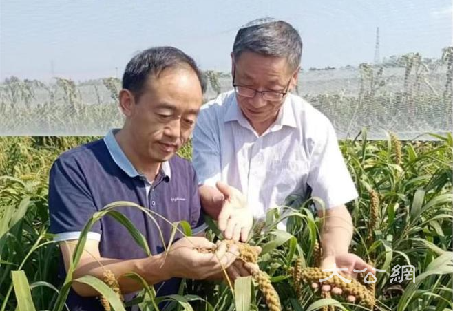 河南润之酒业|生态原料 传统技艺 酿独特红谷黄酒