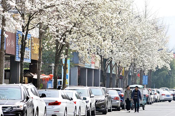 安徽巢湖：玉蘭花開香滿城