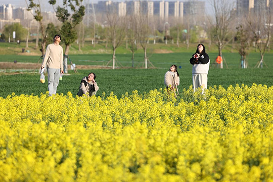 安徽合肥：油菜花開 田園風光入畫來