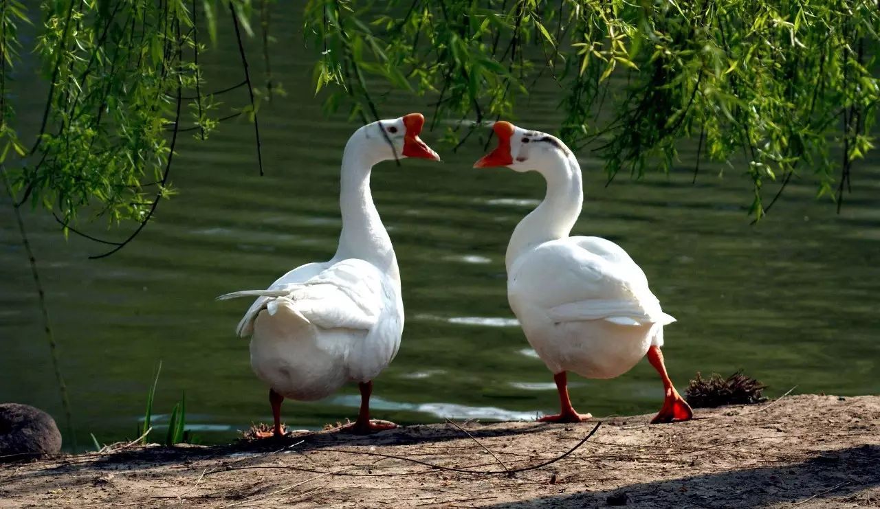 固始县：鹅块飘香 产业兴旺