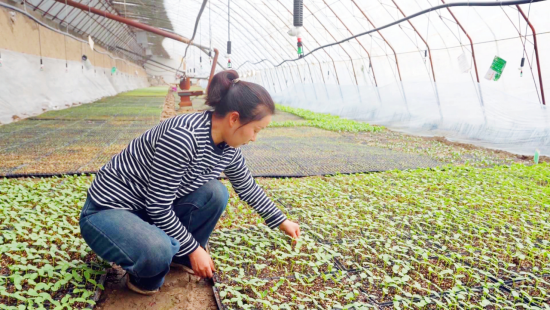 朝气“棚”勃！土墩子农场奏响“春耕曲”