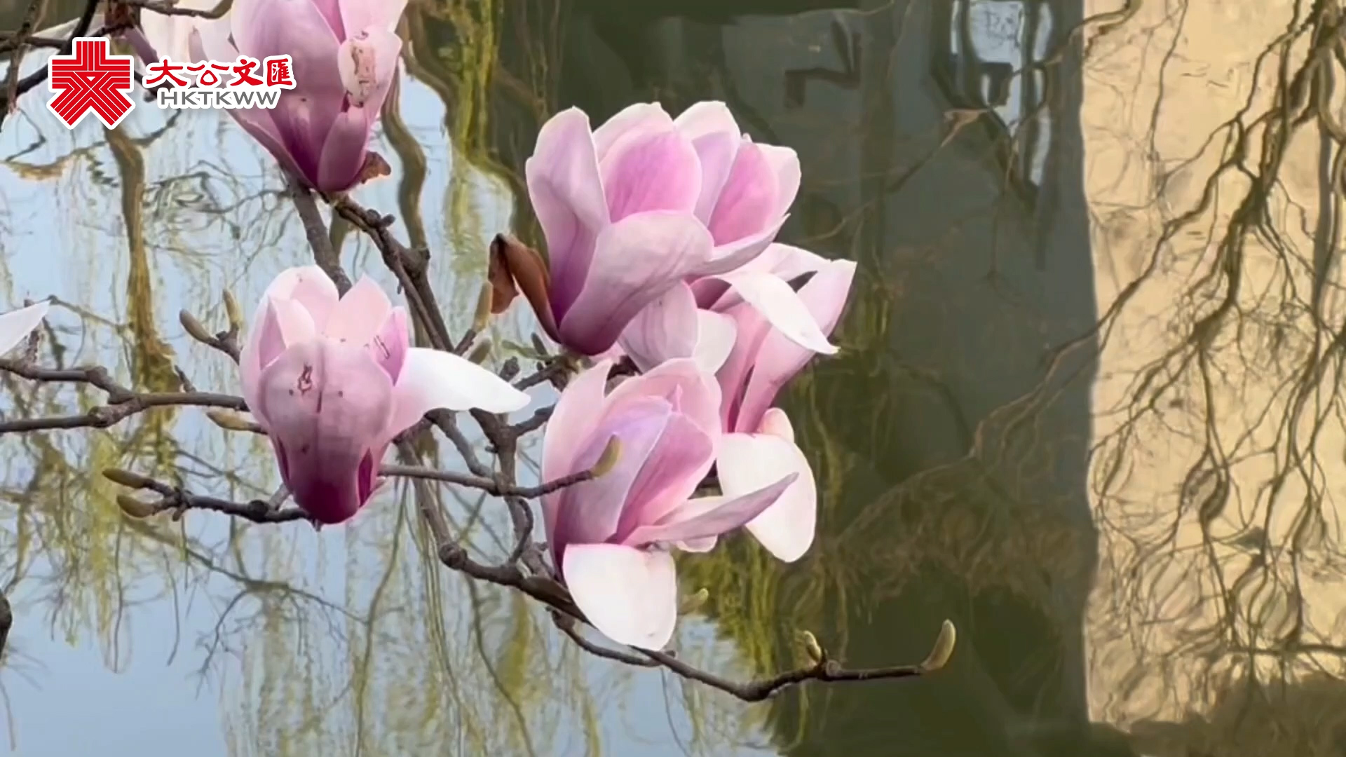 沪上春日花香浓 公园景区人头涌