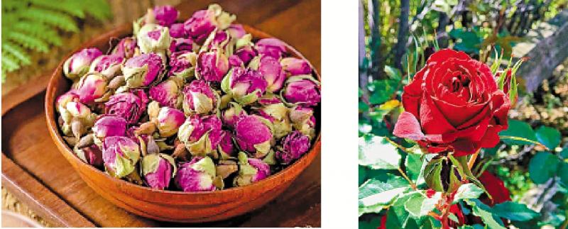 ﻿明医手记/玫瑰花：行气解鬱 活血止痛\严丽明