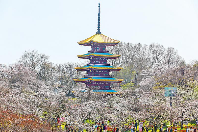 樱开满城 灿若云霞 春天到武汉踏青赏樱