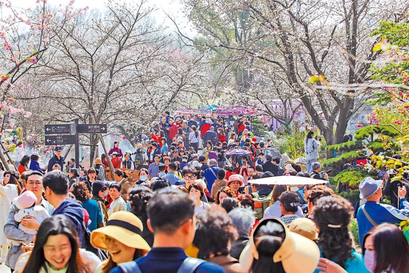 小贴士/武汉赏樱指南