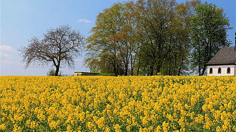 跟着油菜花看中国
