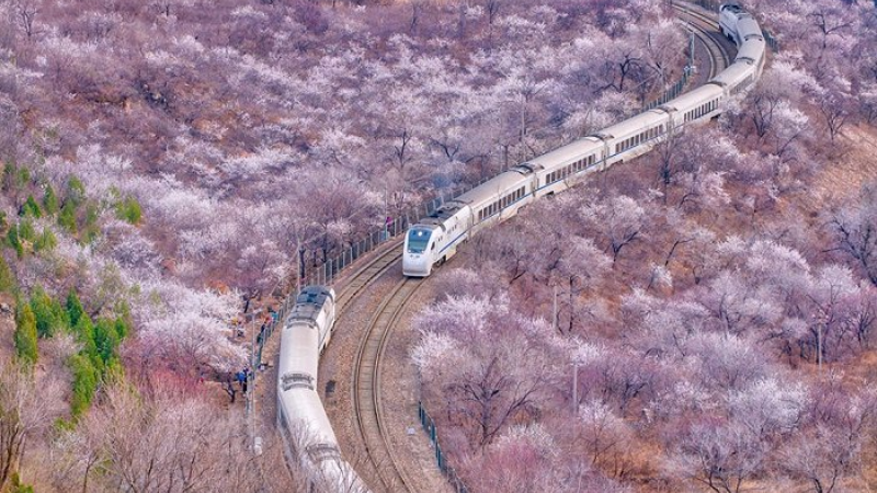 乘花海列车  走京郊大地