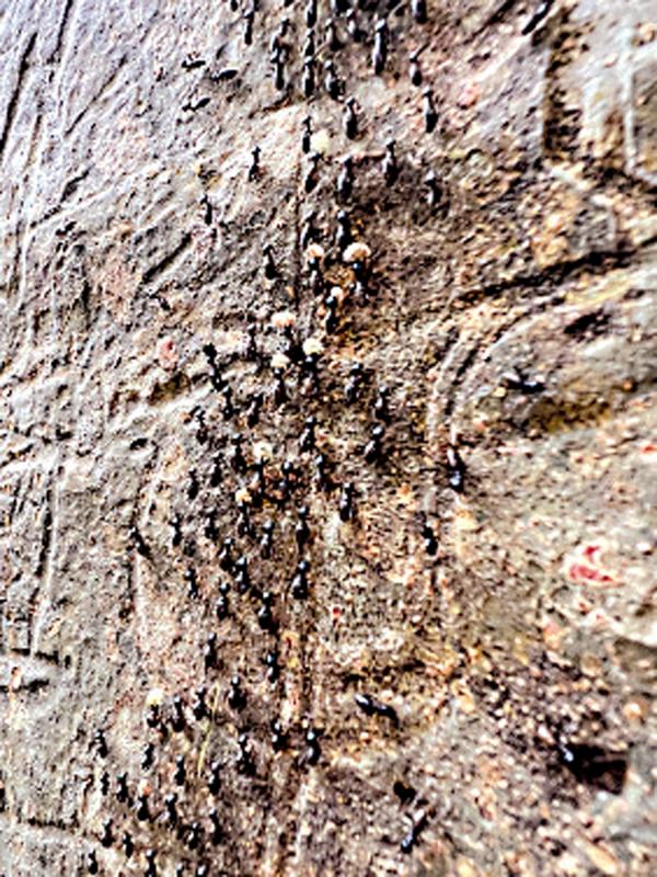 香港大学研究：白蚁对守护全球生态具贡献