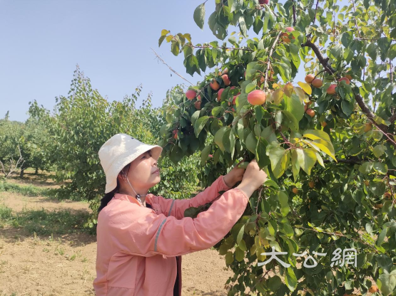 安阳马投涧凤凰岗香甜银杏引客来