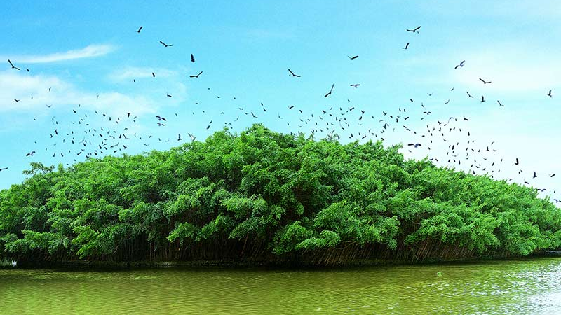 探访巴金笔下《鸟的天堂》