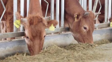 济宁梁山县：数字化赋能打响“梁山黄牛”品牌