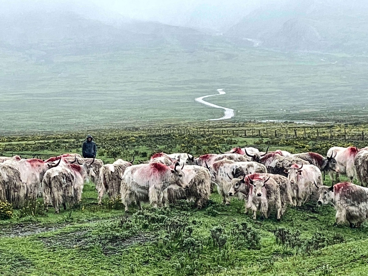 两岸媒体人共赏甘肃白牦牛 珍稀种质资源成致富新引擎