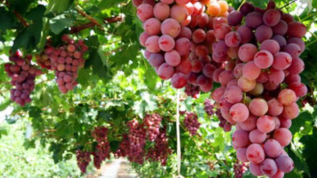 吐鲁番的葡萄