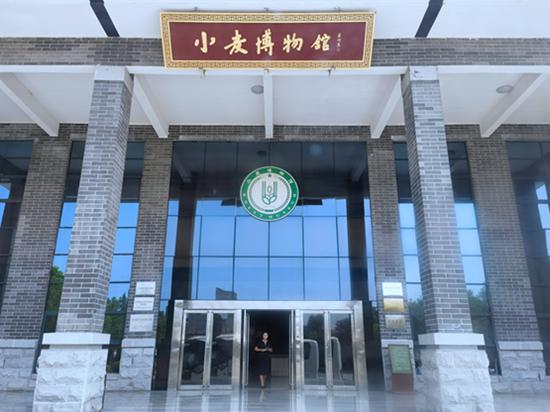 新时代中部崛起看河南 | 温县小麦引领一“甜”一“咸”，打造国家级食品产业集群