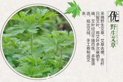 豫“南阳艾”获批国家地理标志产品