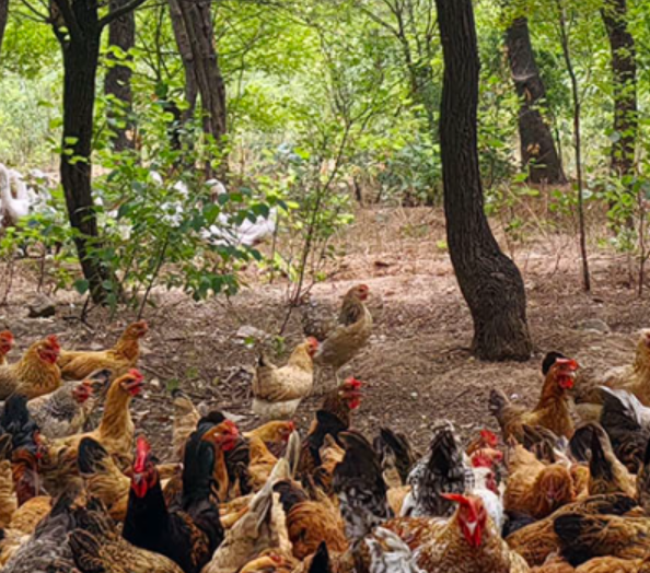 河南宝丰：抢抓“鸡”遇  “啄”开致富门