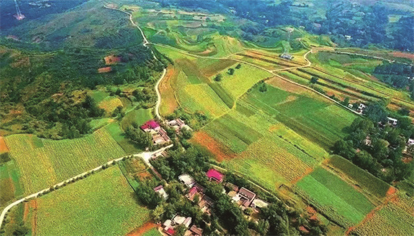 河南嵩县：“嵩胡”品牌赋能乡村振兴